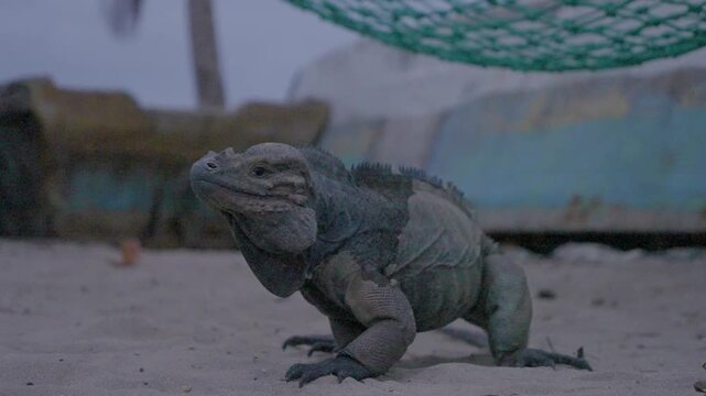 Trudille Pedernales, Parque Nacional Jaragua