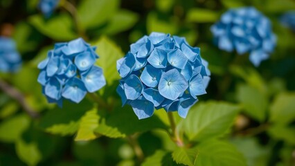 Close-up of blue hydrangea flowers