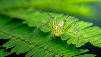 Green lynx spider standing on bright green leaves