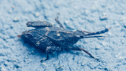 Unusual dark planthopper insect resting on blue surface