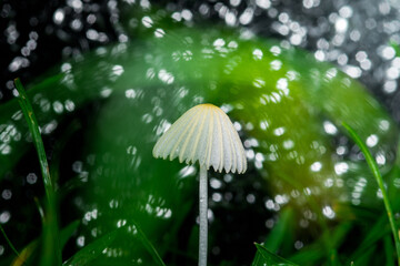 White parasol mushroom growing in lush green grass