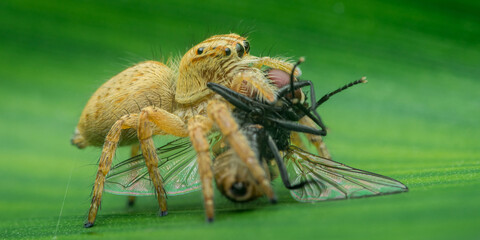 Jumping spider eating a fly on a green leaf