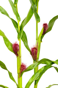 Closeup green Sweet Corn cobs bright magenta silks grows close-up plantation on white background