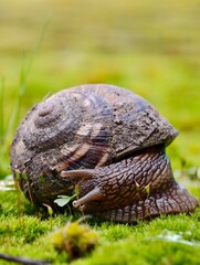 Close up of a snail crawling on green moss in a natural outdoor environment