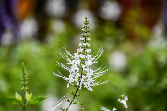 ネコノヒゲ　Cat&rsquo;s Whiskers