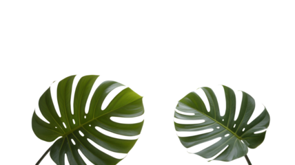 Monstera leaves on white background tropical plant foliage greenery nature photography flatlay image