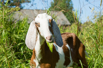 A goat with floppy ears chews on a leaf and looks ahead