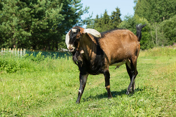 A belligerent goat walks forward
