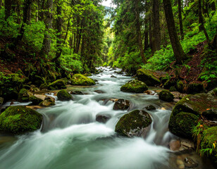 A flowing stream in a forest