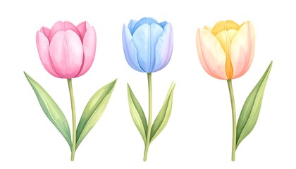 Fototapeta premium Three pastel-colored tulips in light pink, light blue, and light orange, depicted in a delicate watercolor style against a pure white background.