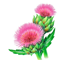 Airbrush Illustration aus den 1990er Jahren, mit zwei Artischocken Bl&uuml;ten