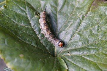 The pine hawk moth (pupa) or pine darter (Sphinx pinastri) is a moth in the family Sphingidae....