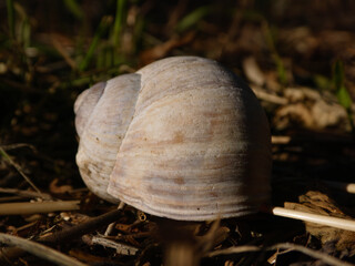 Empty Snail Shell on Forest Floor.