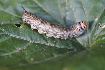 The pine hawk moth (pupa) or pine darter (Sphinx pinastri) is a moth in the family Sphingidae. Berggarten Hannover, Germany.