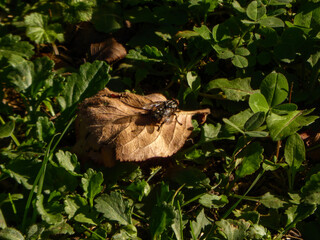 Striped Fly Resting on a Dry Leaf.