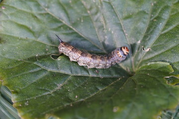 The pine hawk moth (pupa) or pine darter (Sphinx pinastri) is a moth in the family Sphingidae. Berggarten Hannover, Germany.