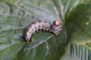 The pine hawk moth (pupa) or pine darter (Sphinx pinastri) is a moth in the family Sphingidae. Berggarten Hannover, Germany.