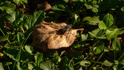 Striped Fly Resting on a Dry Leaf.