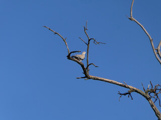 Dove Perched on a Dry Tree Branch.