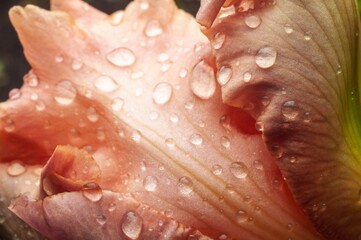 A macro shot captures the delicate beauty of flower petals adorned with glistening water droplets...