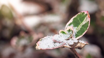 Macro of vibrant green and pink-edged leaves dusted with snow, bathed in soft sunlight, creating...