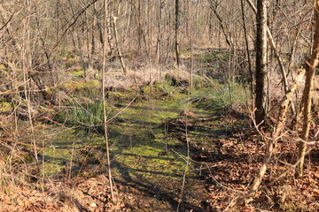 Frühling im Venner Moor bei Senden im Münsterland