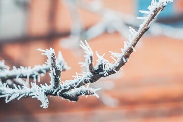 Macro of a tree branch covered in frost against a blurred background, showcasing the beauty of wi...