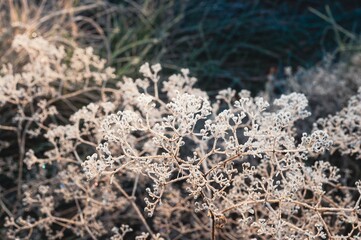 Macro of delicate wildflowers covered in frost, capturing the serene beauty of a winter morning...