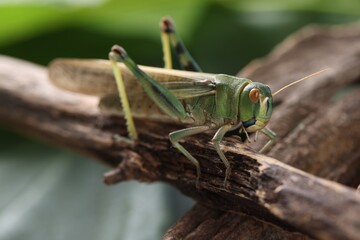 One locust on branch outdoors, closeup. Wild insect