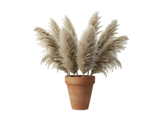 A decorative bunch of dried pampas grass plumes in a terracotta pot, isolated on a white background.