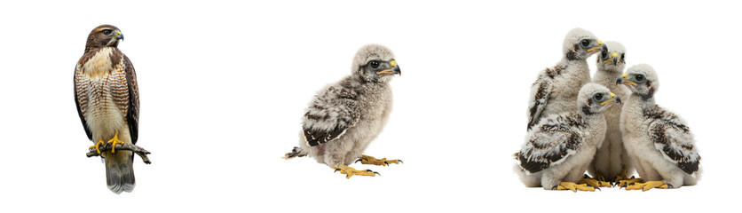 Fototapeta premium Majestic adult hawk perched on branch with adorable fuzzy chicks huddled together