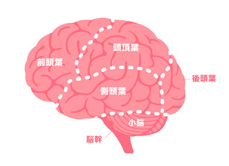 人の脳みその構造と部位名 (横から) ベクターイラスト