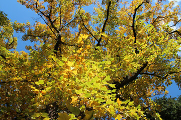 ginkgo in a garden in nantes in france 