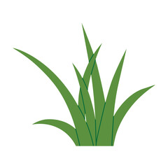 fresh green grass blades isolated on white background; perfect for eco designs, nature concepts, spring and summer projects - vector illustration