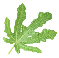 One green fig leaf isolated on white