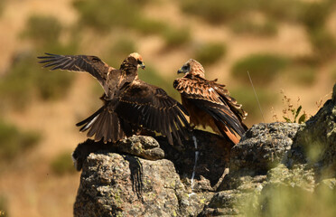 rapaces en la sierra