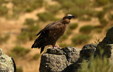 buitre negro sobre la roca