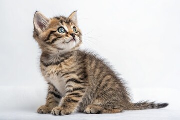 Curious Kitten Exploring Its Surroundings in a Bright Environment
