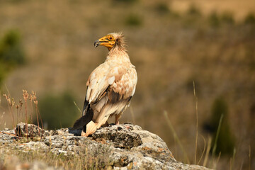 alimoche en el campo