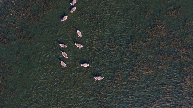 Aerial view of a flock of ducks swimming in the dark, rippled water showing submerged vegetation, Br&uuml;ssow Uckermark, Brandenburg, Germany.