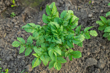Healthy green potato plants growing in rich soil on organic farm. Close-up, top view.