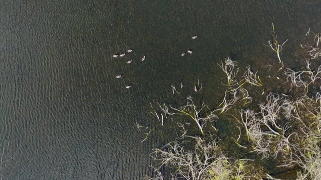 Aerial view of ducks swimming in the dark lake water alongside bare trees with white branches creating a stark contrast, Br&uuml;ssow Uckermark, Brandenburg, Germany.