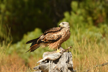 milano real se alimenta en el bosque