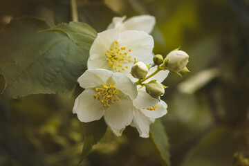 Jasmine flowers on a blurred background on a sunny day in June. Close-up of the flower.
