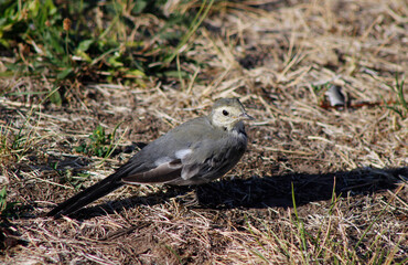 wagtail bird on the ground

