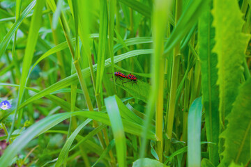 A pair of opposite-sex insects, firebugs, with bright red and black color, interlocked with each other during mating process in spring season, stand on dandelion leaf among leaves of long vegetation