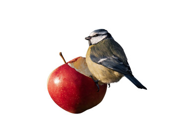 Eurasian blue tit (Cyanistes caeruleus) isolated, png with no background.