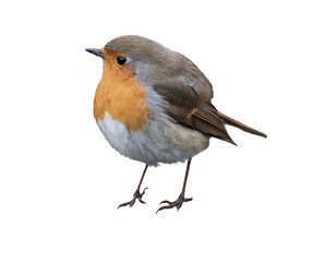 European robin (Erithacus rubecula) isolated, png with no background.
