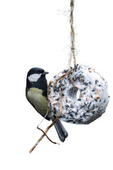 Great tit (Parus major) isolated, png with no background.