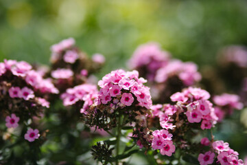lilac flowers in the garden